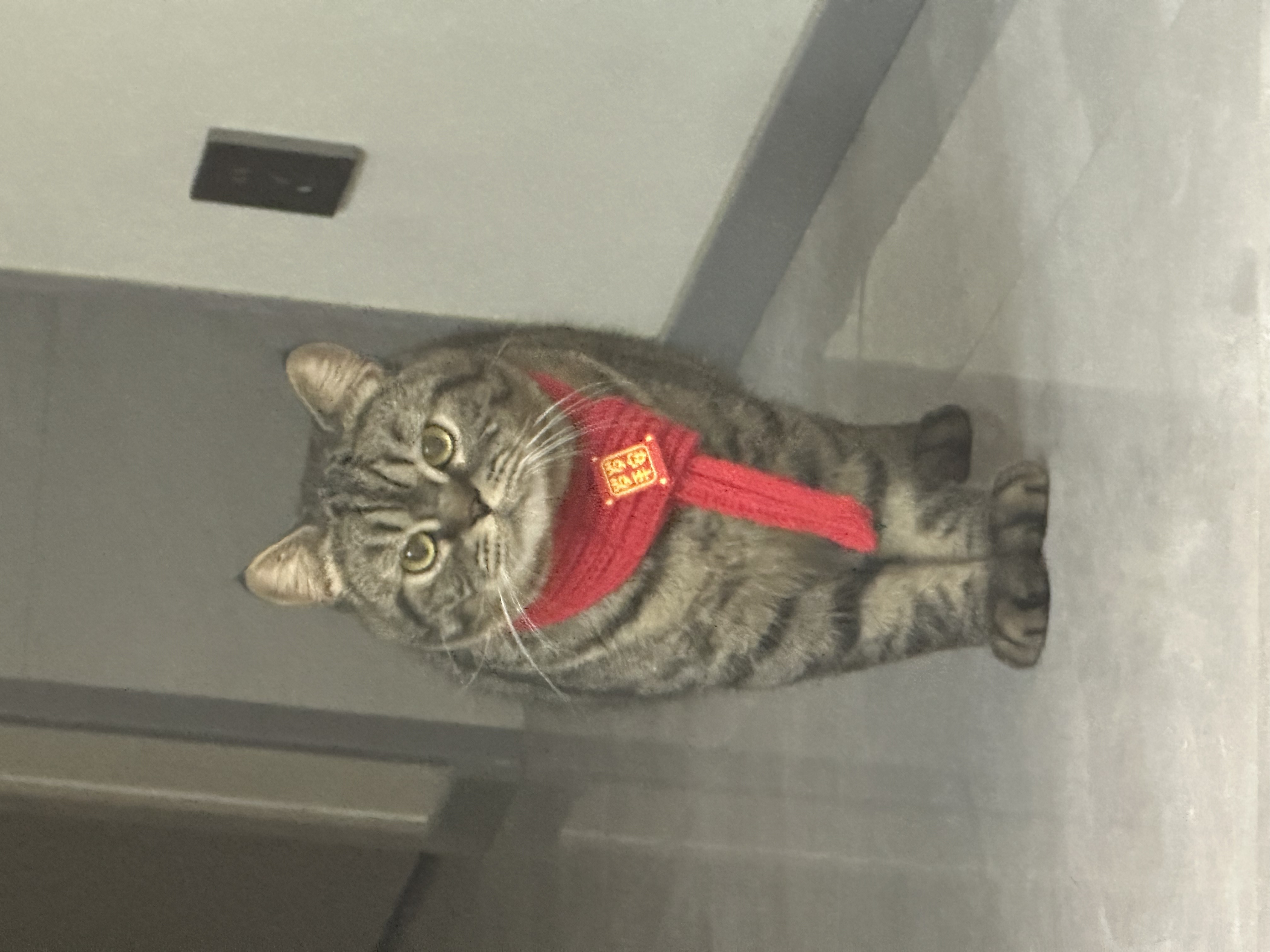 咪咪照片2